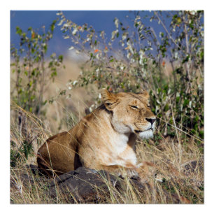 Poster Lioness resting