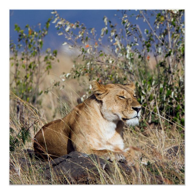 Poster Lioness resting (Devant)