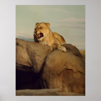 Lioness show