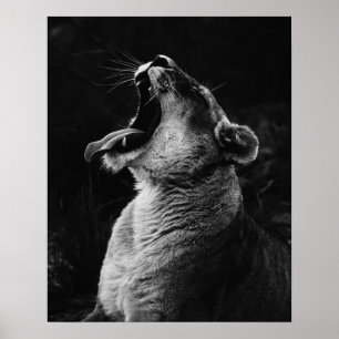 Poster Lionesse de Yawning - Noir & Blanc