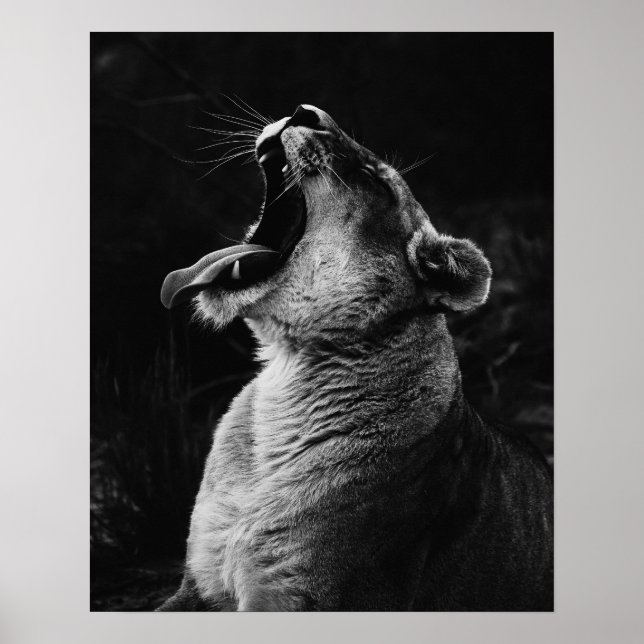 Poster Lionesse de Yawning - Noir & Blanc (Devant)