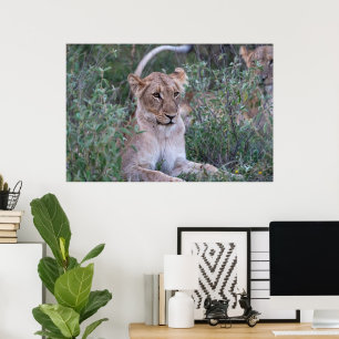 Poster Lionne au repos dans un safari africain