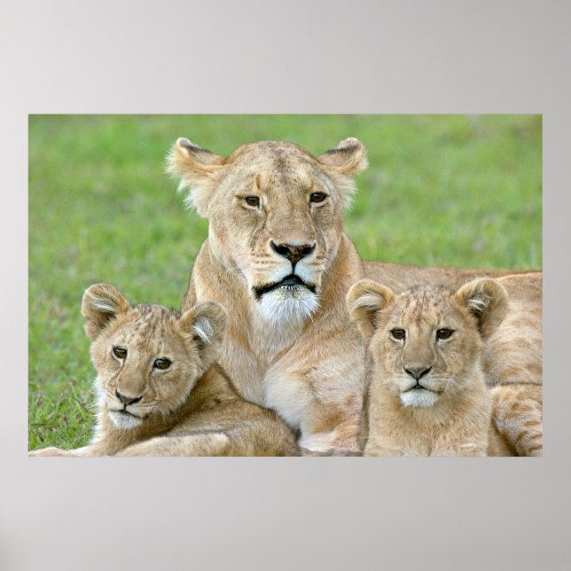 Poster Lionne et deux petits, Afrique de l'Est, Tanzanie, (Devant)