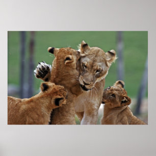 Poster Lionne et son CUB