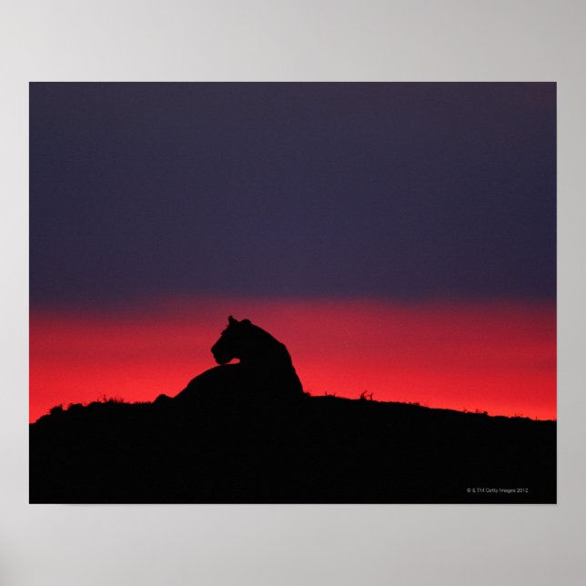 Poster Lionne (Panthera leo) assise, au coucher du soleil (Devant)