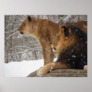 Poster Lions