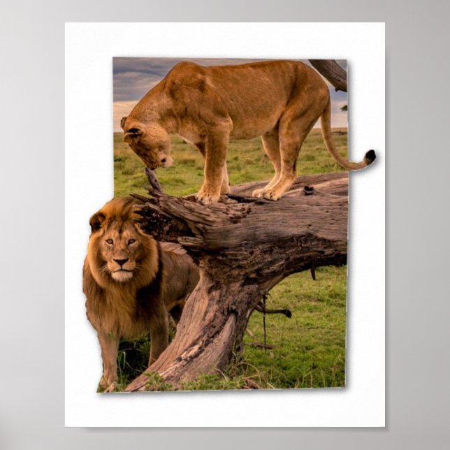 Poster Lions (Devant)