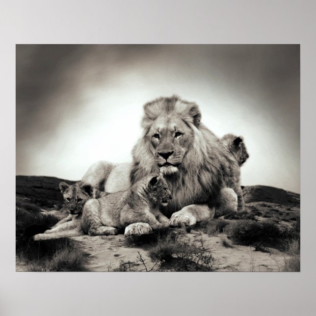 Poster Lions (Devant)