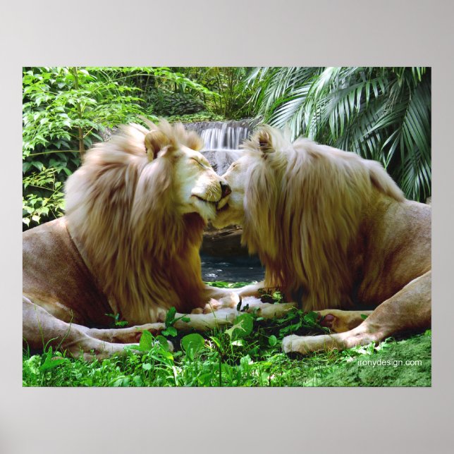 Poster Lions affectueux (Devant)