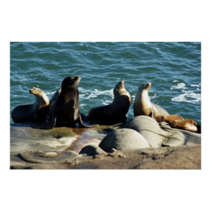 Poster Lions de la mer de San Diego