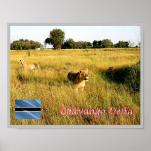 Poster LIONS Delta de l'Okavango -