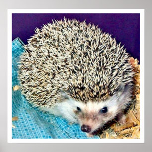 Poster Lioti le hérisson