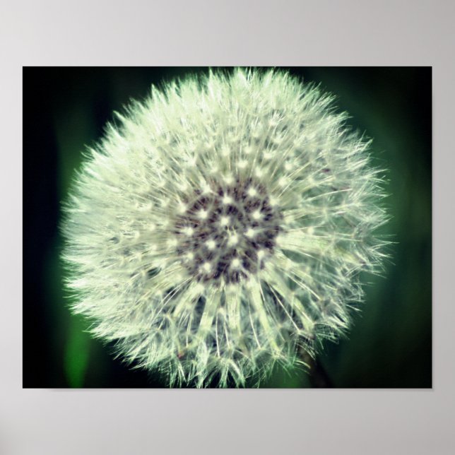 Poster Liquide blanc Dandelion gros (Devant)