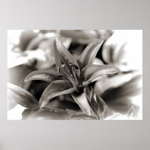 Poster Lis en noir et blanc