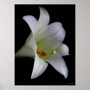 Poster Lis sur no. 1 de noir