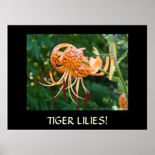 Poster LIS TIGRÉS Art encadré CADEAU Maître Jardinier Lys