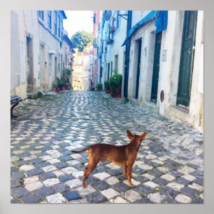 Poster Lisbon Alfama Dog Architecture Photo