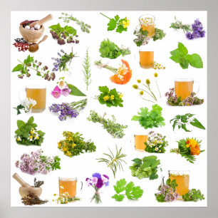 Poster Liste des plantes de la médecine traditionnelle à 