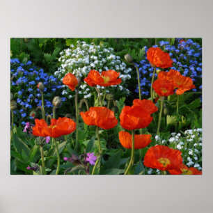 Poster Lit à fleurs coloré avec des coquelicots rouges
