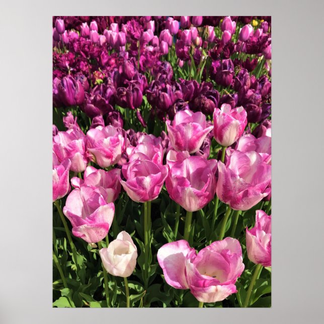 Poster Lit de jardin pourpre et rose Tulip, Oregon (Devant)