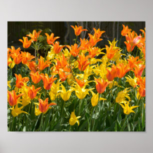 Poster Lits de tulipe jaune et orange pour fêtes