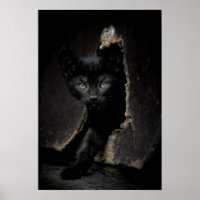 Little Black Kitty