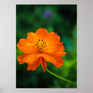 Poster Little Blue Bug