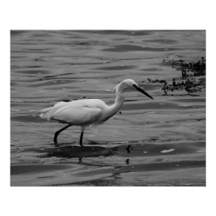 Poster Little Egret