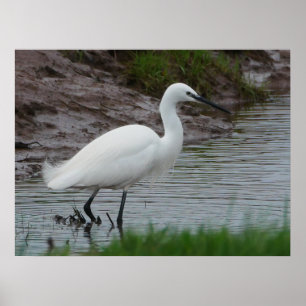 Poster Little Egret