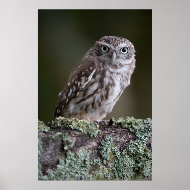 Poster Little Owl (Devant)