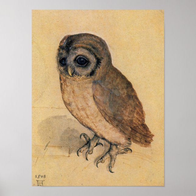 Poster Little Owl, 1508 par Albrecht Durer (Devant)