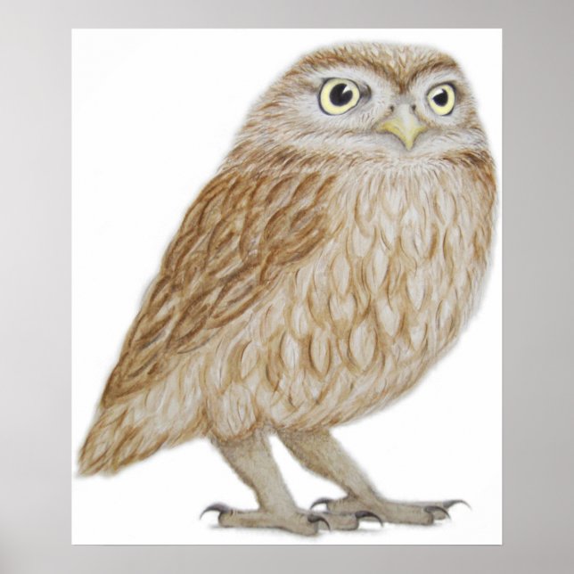 Poster Little Owl 2011 (Devant)