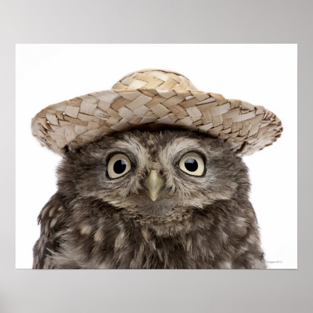 Poster Little Owl wearing a straw a (Devant)