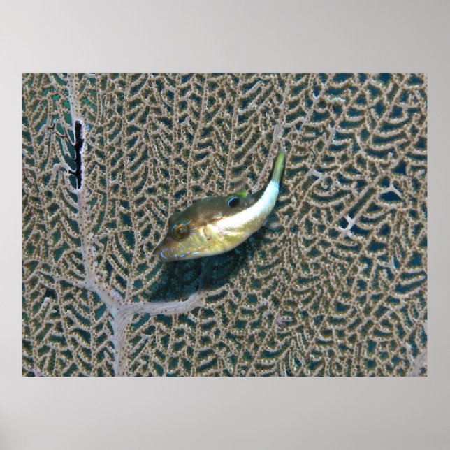 Poster Little Puffer et Fan Coral (Devant)