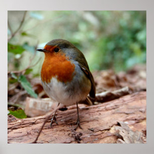 Poster Little Robin