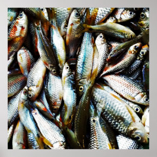 Poster Little White Fish