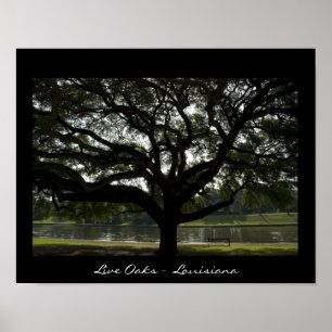 Poster Live Oaks - Louisiana