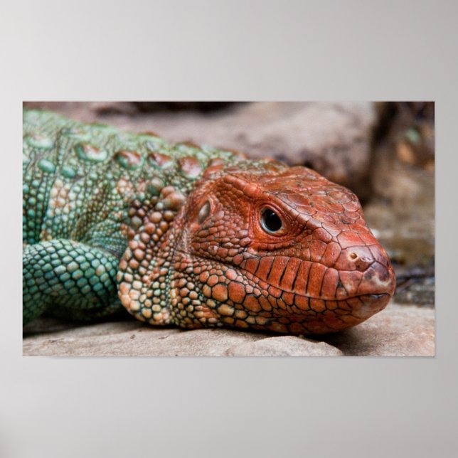 Poster Lizard (Devant)