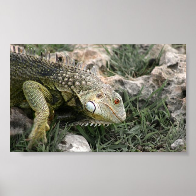 Poster Lizard (Devant)