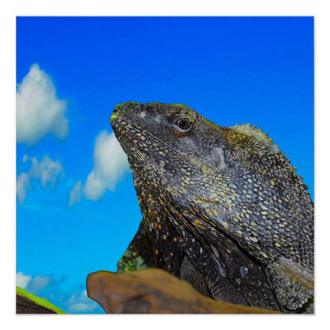 Poster Lizard à cou cassé (Devant)
