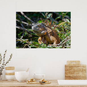 Poster Lizard de Belize, Iguana orange pacifique