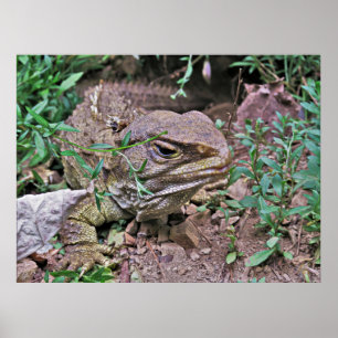 Poster Lizard de Nouvelle-Zélande : Tuatara