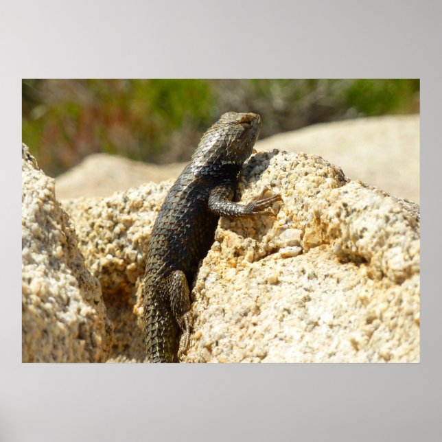 Poster Lizard d'épinette à dos jaune à Joshua Tree (Devant)