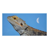 Lizard gris et demi-lune