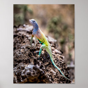 Poster Lizard plus grand