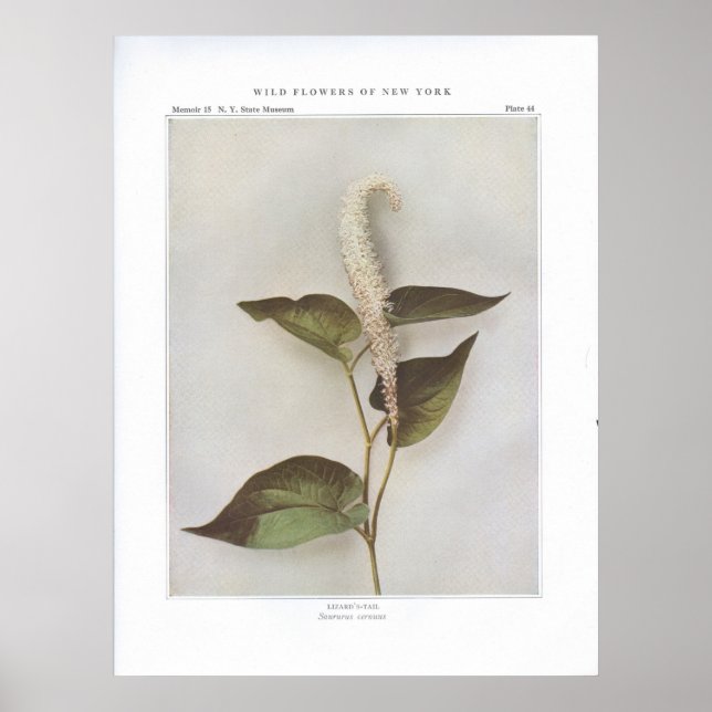 Poster Lizard's-Tail - Saururus cernuus (Devant)