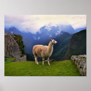Poster Llama à Machu Picchu, Pérou