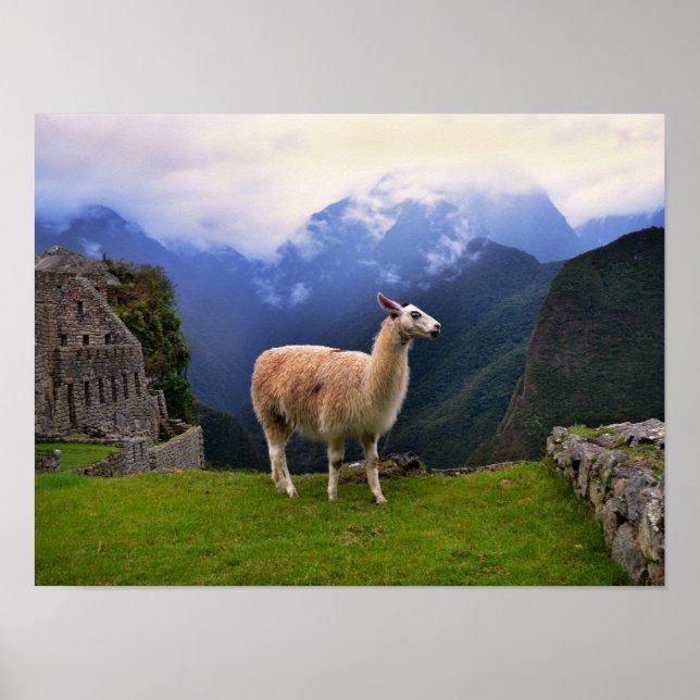 Poster Llama à Machu Picchu, Pérou (Devant)