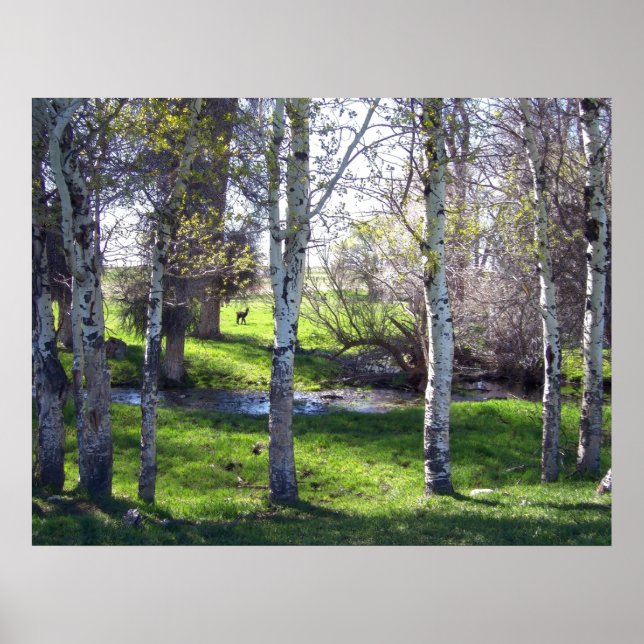 Poster Llama à travers les arbres (Devant)