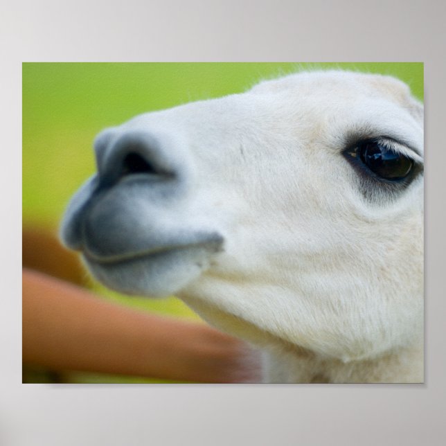 Poster Llama blanche (Devant)